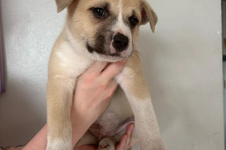 Mixed Breed