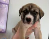 Mixed Breed