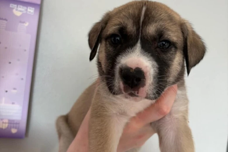 Mixed Breed