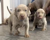 Mixed Breed