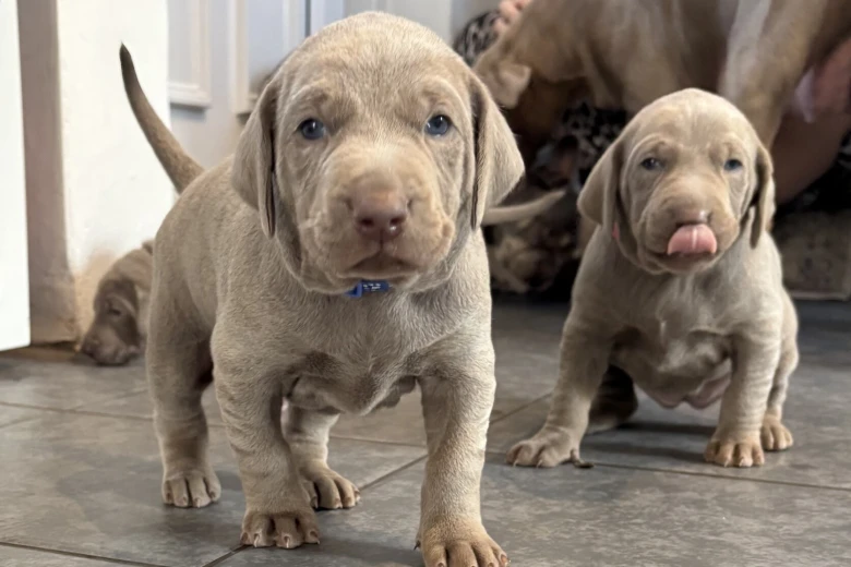 Mixed Breed