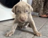 Mixed Breed