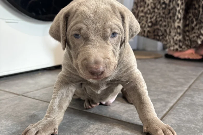 Mixed Breed
