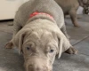 Mixed Breed