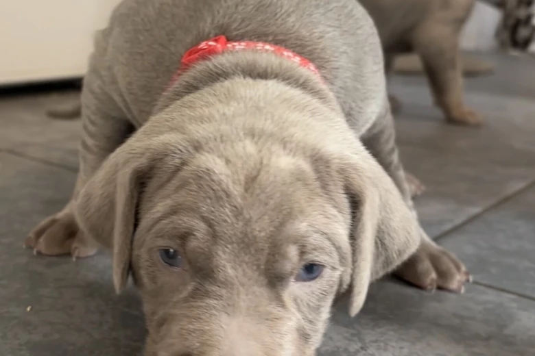 Mixed Breed