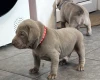Mixed Breed