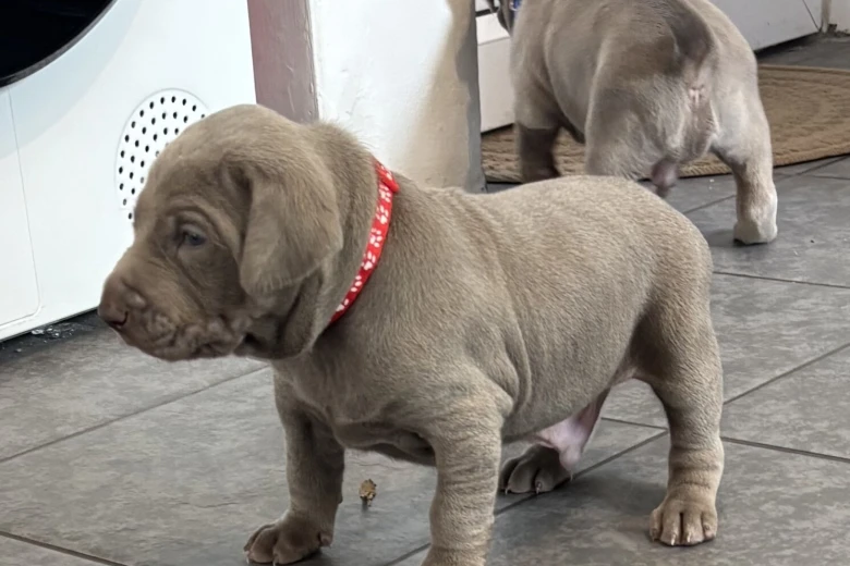 Mixed Breed