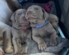 Mixed Breed