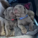 Mixed Breed