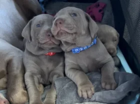 Mixed Breed