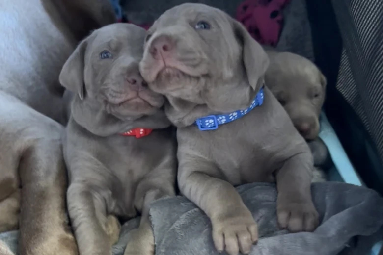 Mixed Breed