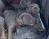 Mixed Breed