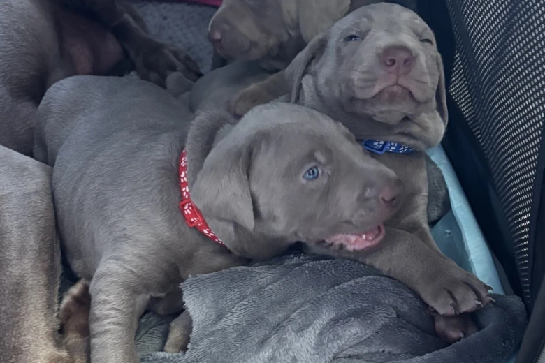Mixed Breed