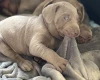 Mixed Breed