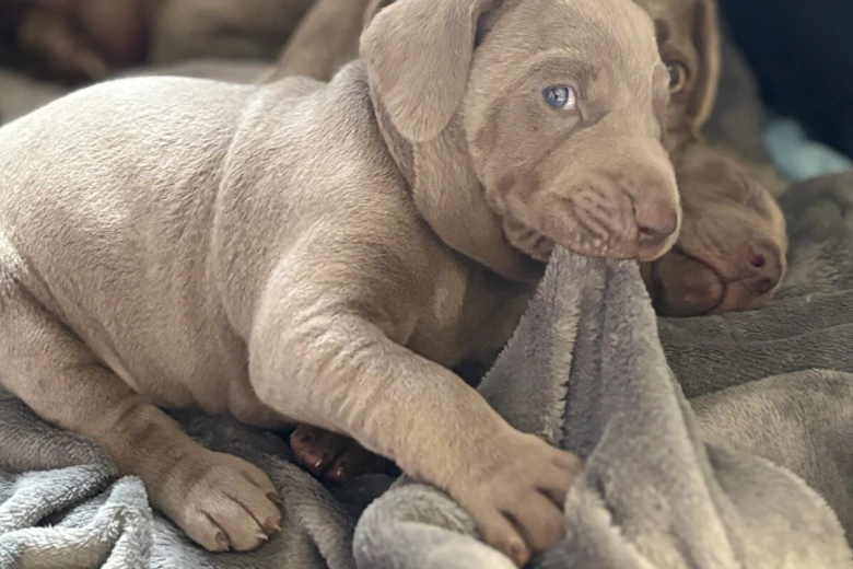 Mixed Breed