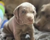 Mixed Breed