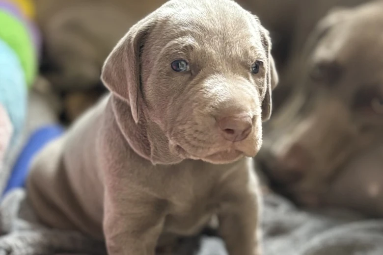 Mixed Breed
