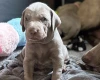 Mixed Breed