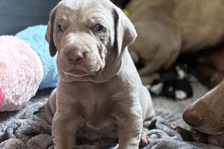 Mixed Breed