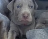 Mixed Breed