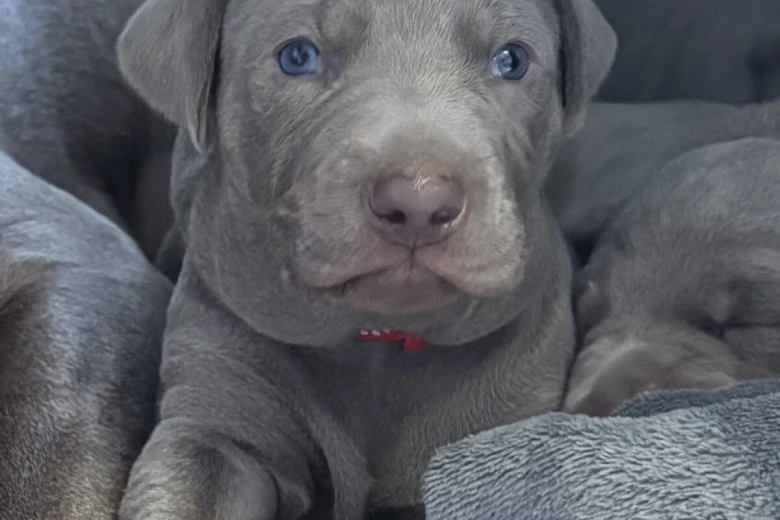 Mixed Breed