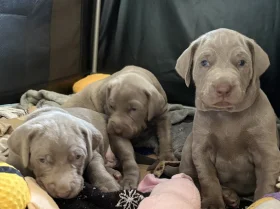 Mixed Breed
