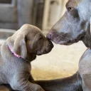 Mixed Breed