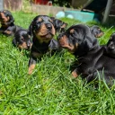 Mixed Breed