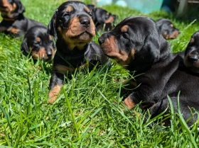 Mixed Breed