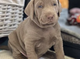 Mixed Breed