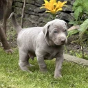 Mixed Breed