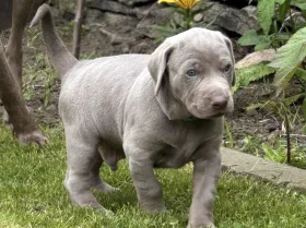 Mixed Breed