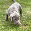 Mixed Breed