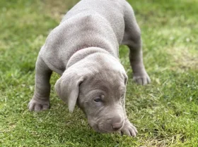 Mixed Breed