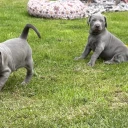 Mixed Breed