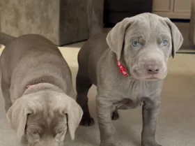 Mixed Breed