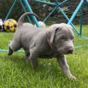 Mixed Breed