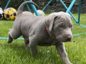Mixed Breed