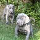Mixed Breed