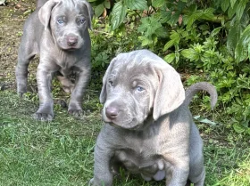 Mixed Breed