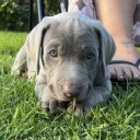 Mixed Breed