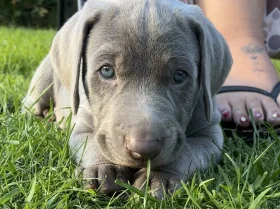 Mixed Breed