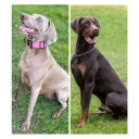 Mixed Breed