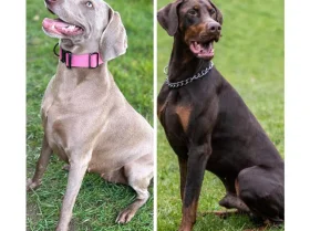 Mixed Breed