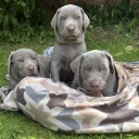 Mixed Breed