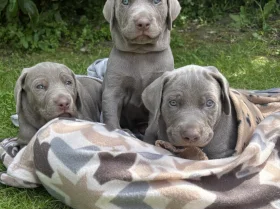 Mixed Breed