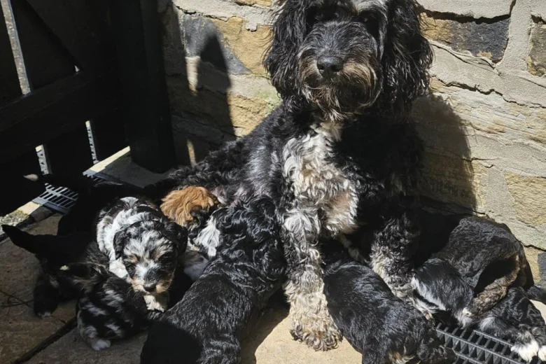 Mixed Breed