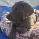 Mixed Breed