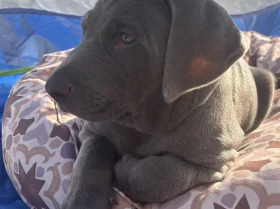 Mixed Breed
