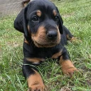 Mixed Breed